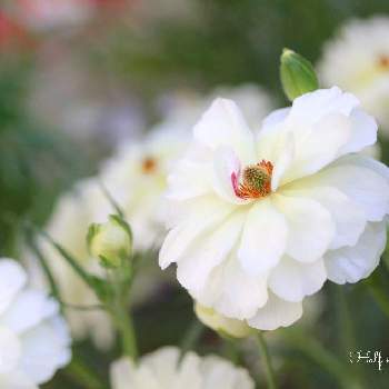 ラナンキュラスラックス ニノスの投稿画像一覧 Greensnap グリーンスナップ