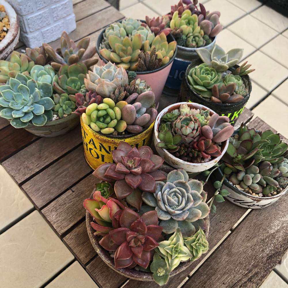 多肉植物の投稿画像 By Mm Y Mさん ベランダ多肉と多肉ちゃんとエケベリア属と多肉好きとリメ缶 リメ鉢と多肉寄せ植えとリメイク鉢と多肉植物 多肉の有るくらし 21月4月11日 Greensnap グリーンスナップ