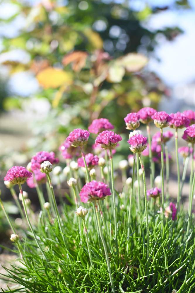 アルメリアの投稿画像 By 花eriさん 庭の花と花壇とおうち園芸と暮らしに花をと庭のある暮らしとガーデニングと花のある暮らしと花が好きと庭の宿根草 21月4月11日 Greensnap グリーンスナップ