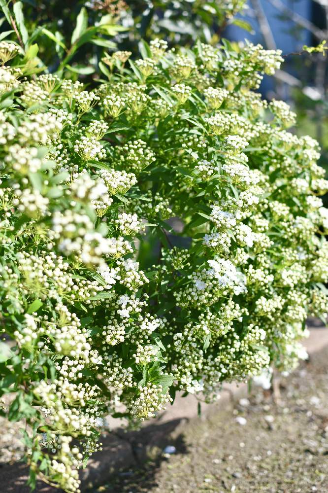 コデマリの投稿画像 By 花eriさん 植物のある暮らしと枝ものと庭の花と花壇とおうち園芸と暮らしに花をと庭 のある暮らしとガーデニングと花のある暮らしと花が好きと庭の宿根草 21月4月11日 Greensnap グリーンスナップ