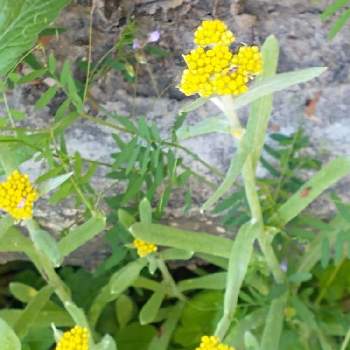 母子草の投稿画像一覧 Greensnap グリーンスナップ