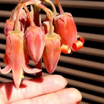 タコさんウインナーの投稿画像一覧 Greensnap グリーンスナップ