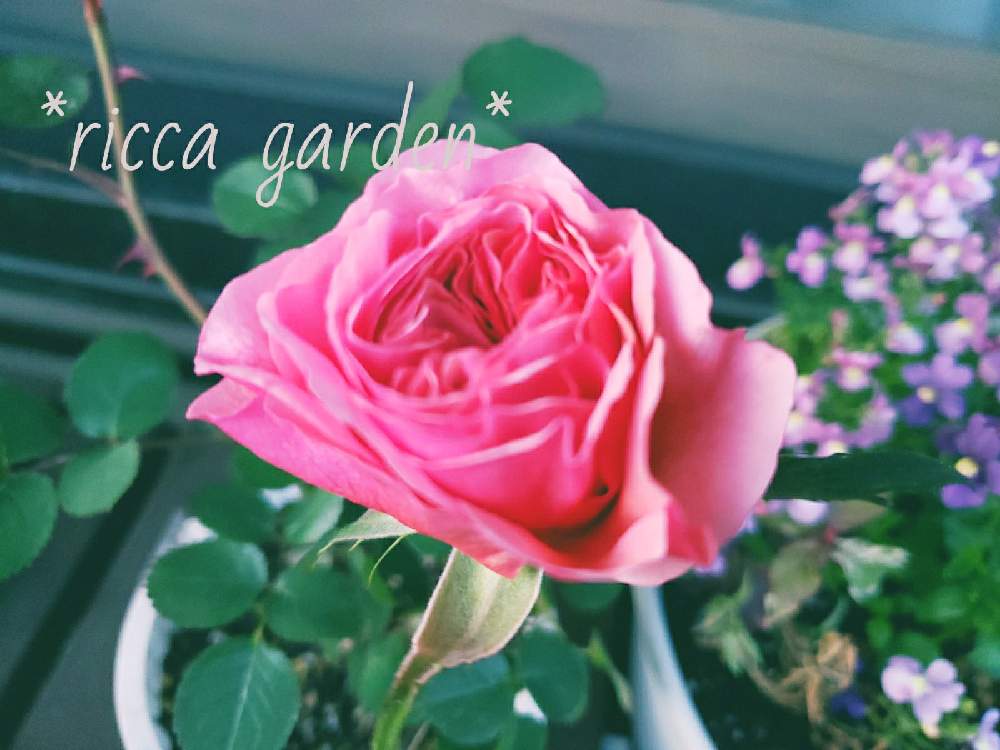 バラ かおりかざりの投稿画像 By りっか Ricca さん 咲きましたとgs日和とおうち園芸と挿し木っ子と花のある暮らし 21月4月11日 Greensnap グリーンスナップ