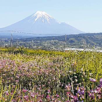 ♡季節の花を生ける♡の画像 by さくら貝さん | お出かけ先とスマホ撮影と富士山と景色と♡季節の花を生ける♡と季節の花と散歩道と風景と花びらとお花と今日の富士山