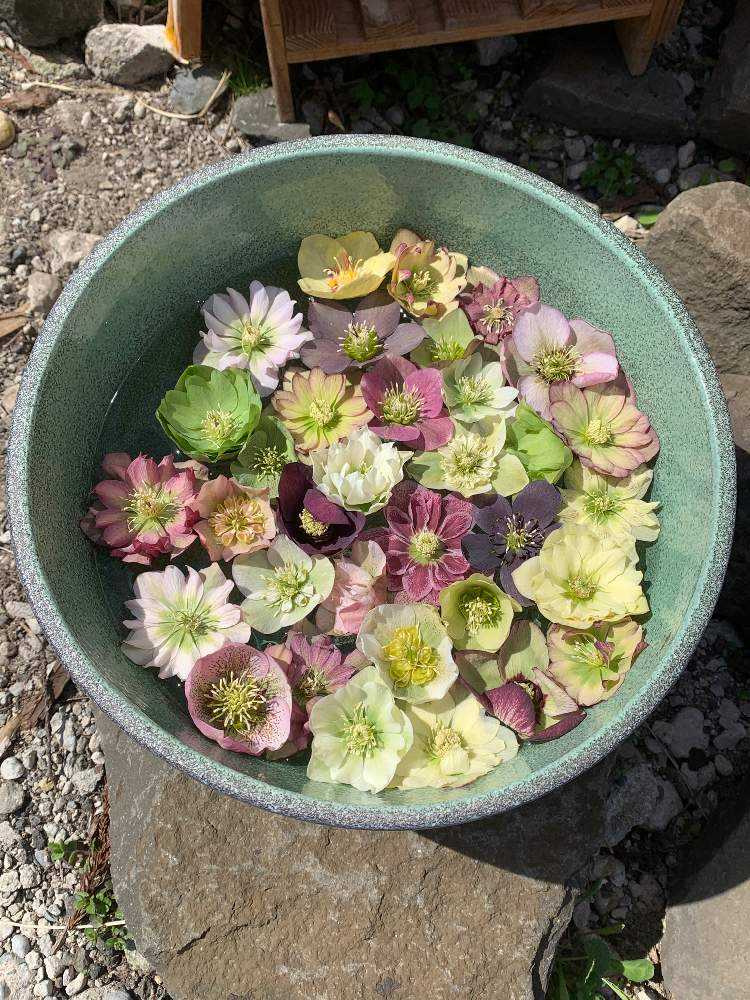 クリスマスローズの里 珠林寺 21 4 2 Greensnap グリーンスナップ