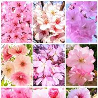 サクラ,桜の花♡,さくら桜サクラ,桜さくらサクラ,コラージュの画像