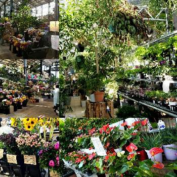 愛子ガーデンガーデンの投稿画像一覧 Greensnap グリーンスナップ