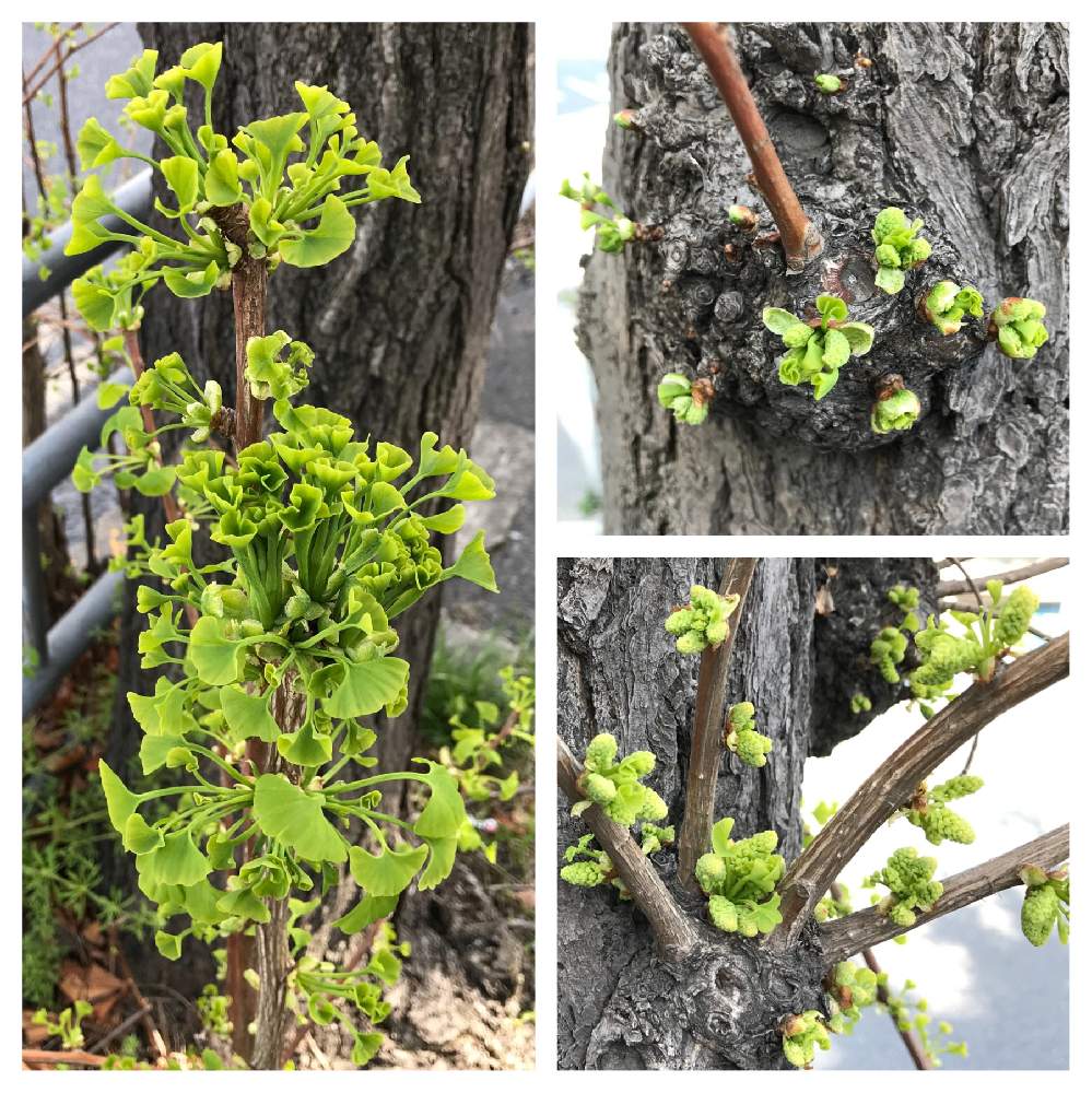 イチョウの投稿画像 By 和ちゃんやでさん イチョウの雄花 21月4月11日 Greensnap グリーンスナップ