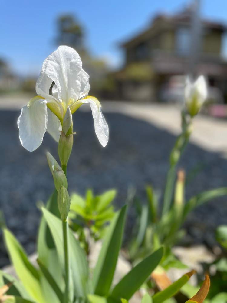 いちはつの投稿画像 By えりこさん 21月4月11日 Greensnap グリーンスナップ