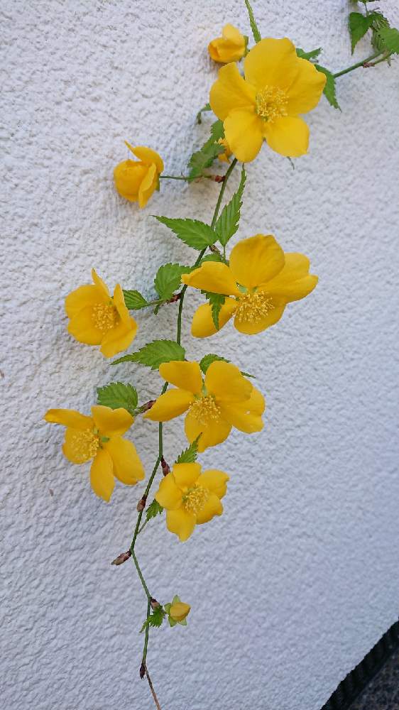 ヤマブキの投稿画像 By Kさん 山野草と マイガーデンと 山歩きと オシャレと ヤマブキと 花撮りドライブと ガーデニングと やまぶきと 春の花 と 青空と 私の庭の花と 春の庭と 野草 21月4月11日 Greensnap グリーンスナップ