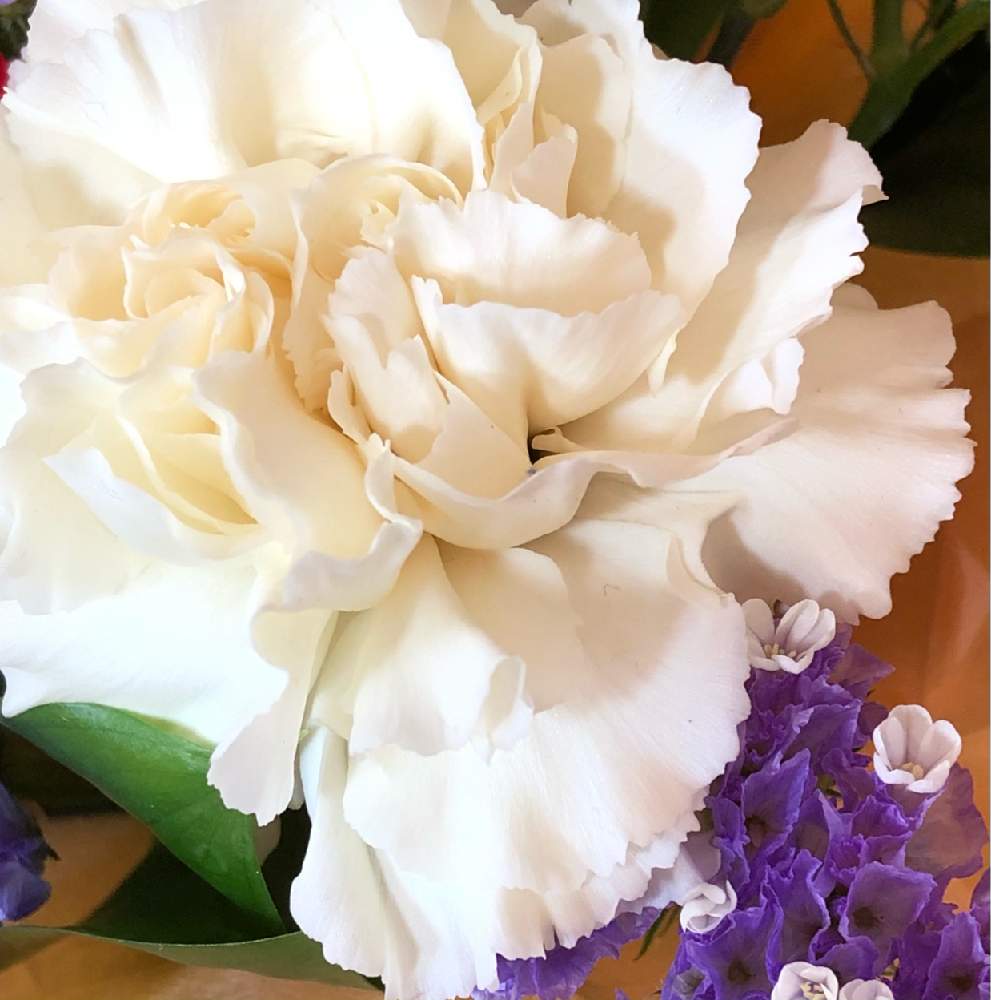 カーネーションの投稿画像 By Nekoさん 花を飾る 21月4月11日 Greensnap グリーンスナップ