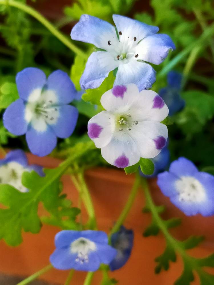 ネモフィラの投稿画像 By Reomamaだワンさん 小さい花と青いお花とおうち園芸 21月4月11日 Greensnap グリーンスナップ