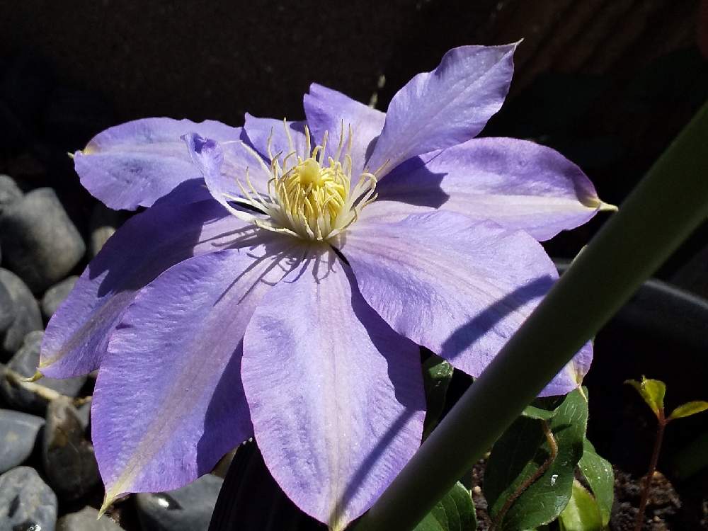 クレマチスの投稿画像 By けるみんさん 小さな庭と元気パワーと花のある風景とおうち園芸と青紫色と咲いた と元気パワーと花のある風景とおうち園芸と青紫色と咲いた 21月4月11日 Greensnap グリーンスナップ Greensnap グリーンスナップ