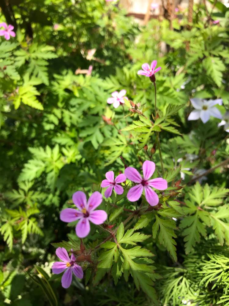 ゲラニウムの投稿画像 By Ekoさん 小さな庭とピンクの花とgs映えとナチュラルガーデンと花のある暮らしとかわいいな と小花好きと地植えとピンクの花とgs映えとナチュラルガーデンと花のある暮らしとかわいいな と小花好きと地植え 21月4月11日 Greensnap