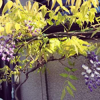 藤(フジ)の画像 by harukazeさん | 小さな庭と藤(フジ)と鉢植えといい香り❤