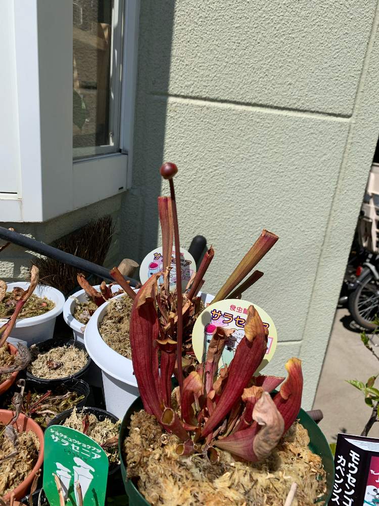 サラセニアの花芽の投稿画像 By 食虫植物大好きさん 食虫植物と食虫植物広め隊 21月4月11日 Greensnap グリーンスナップ