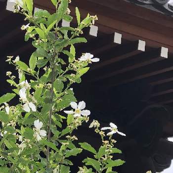 利休梅の画像 by 心に花をさん | お出かけ先と利休梅と白い花大好きとバラ科ヤナギザクラ属とお寺の外壁
