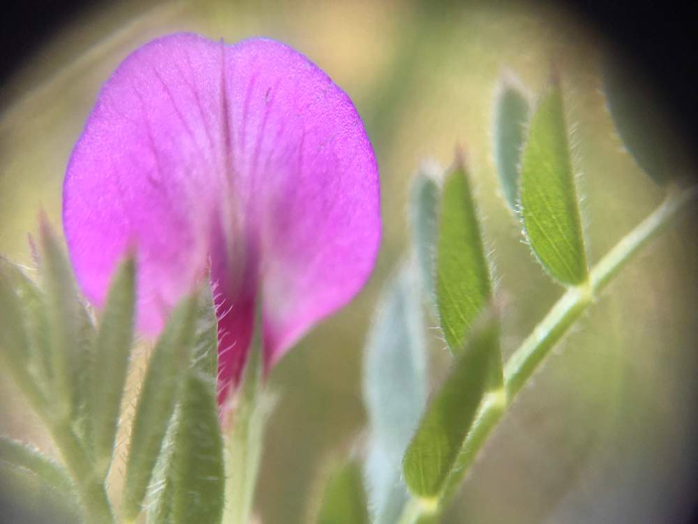 カラスノエンドウ の投稿画像 By ヒーちゃんさん 名言とニャンコ 21月4月11日 Greensnap グリーンスナップ