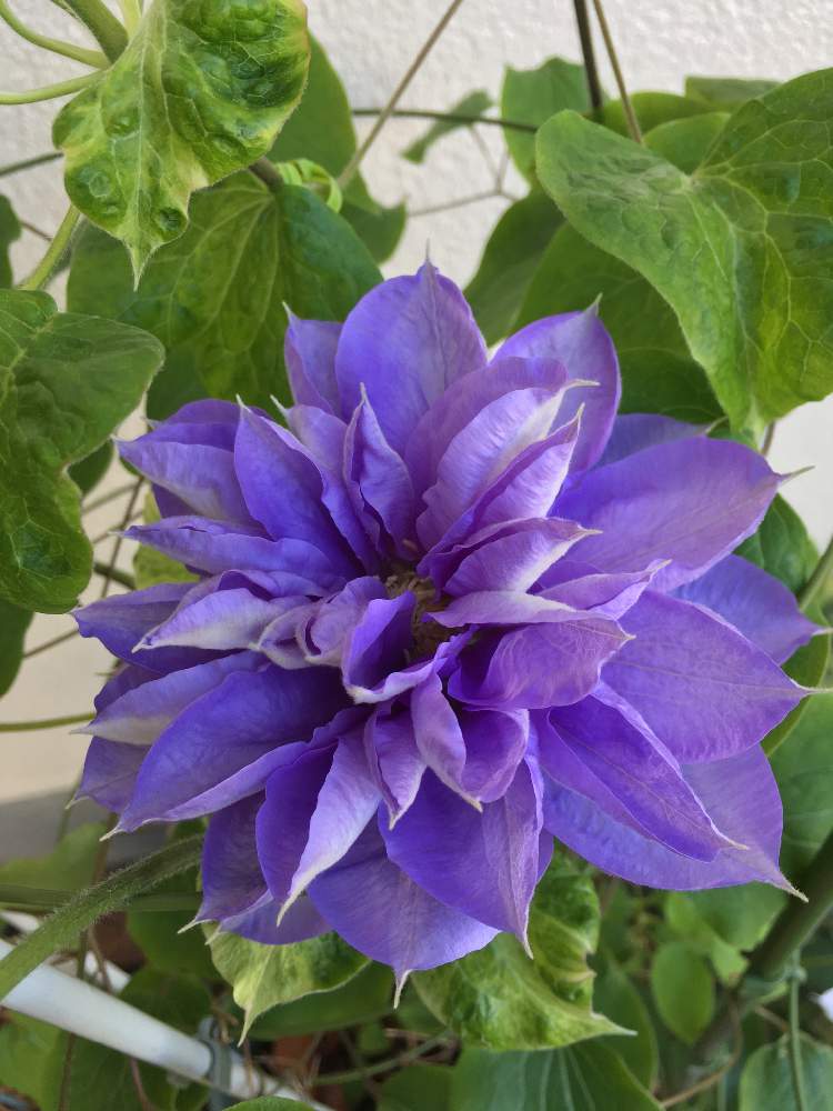 クレマチスの投稿画像 By しろちびさん クレマチス 紫丸と紫の花と花のある暮らしとラヌギノーサ系とクレマチス 鉢植え 21月4月11日 Greensnap グリーンスナップ