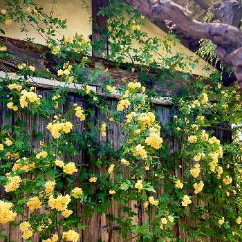 黄モッコウバラ♥の画像 by あっこさんさん | 自慢のバラ_2021と薔薇に魅せられてと黄モッコウバラ♥とばら バラ 薔薇と古住居