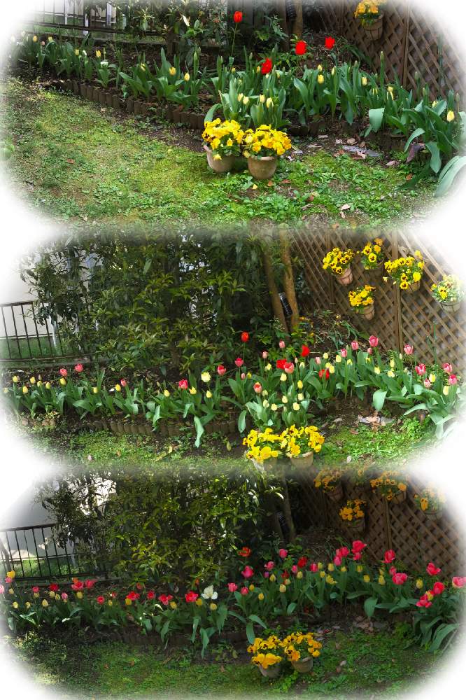 チューリップの投稿画像 By Yoshiさん 21月4月11日 Greensnap グリーンスナップ