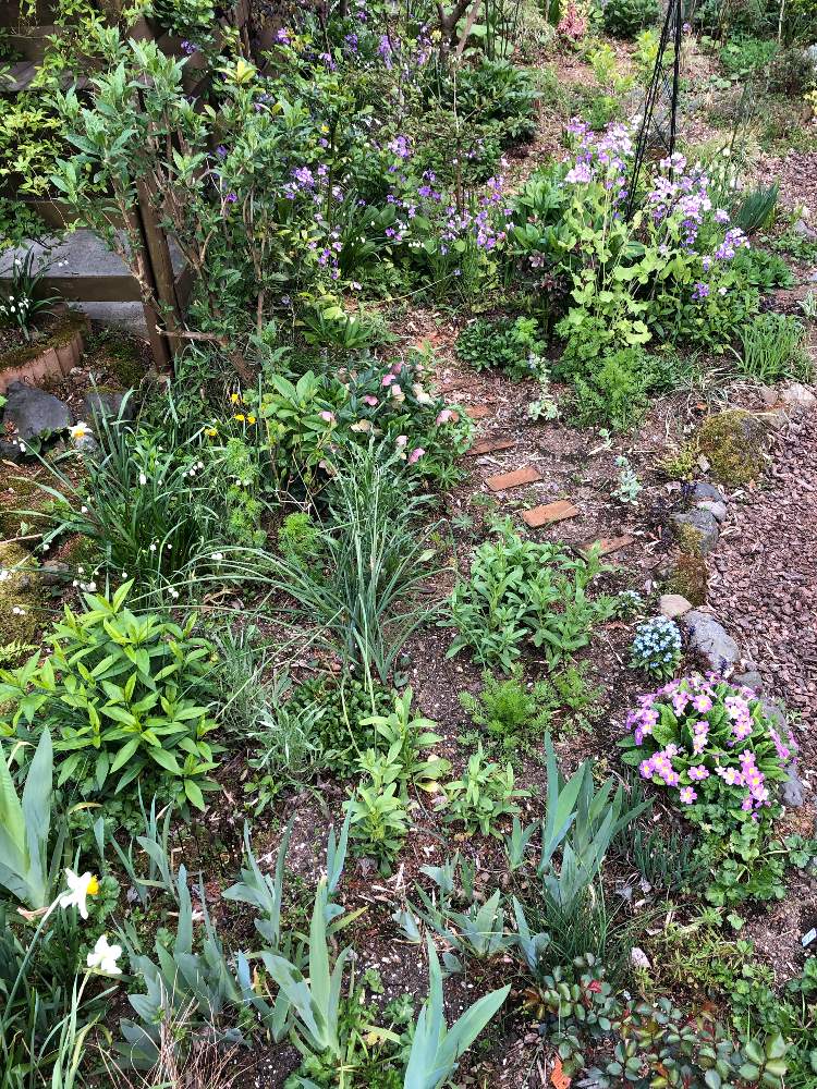 Diyのある暮らしの投稿画像 By まめ157さん 花壇とマイガーデンとナチュラルガーデンと今日の一枚とその後とガーデニングと花のある暮らし 21月4月11日 Greensnap グリーンスナップ