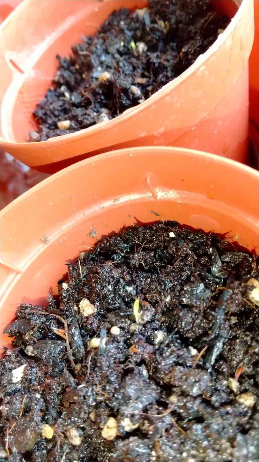 プヤ アルペストリスの生長日記｜🍀GreenSnap（グリーンスナップ）