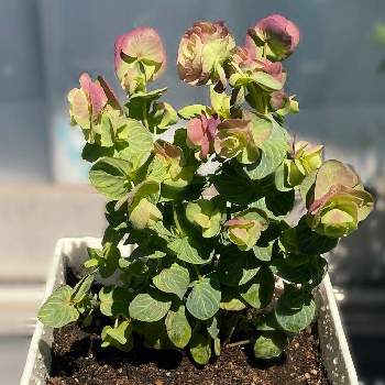 オレガノ ミルフィーユリーフの投稿画像一覧 Greensnap グリーンスナップ