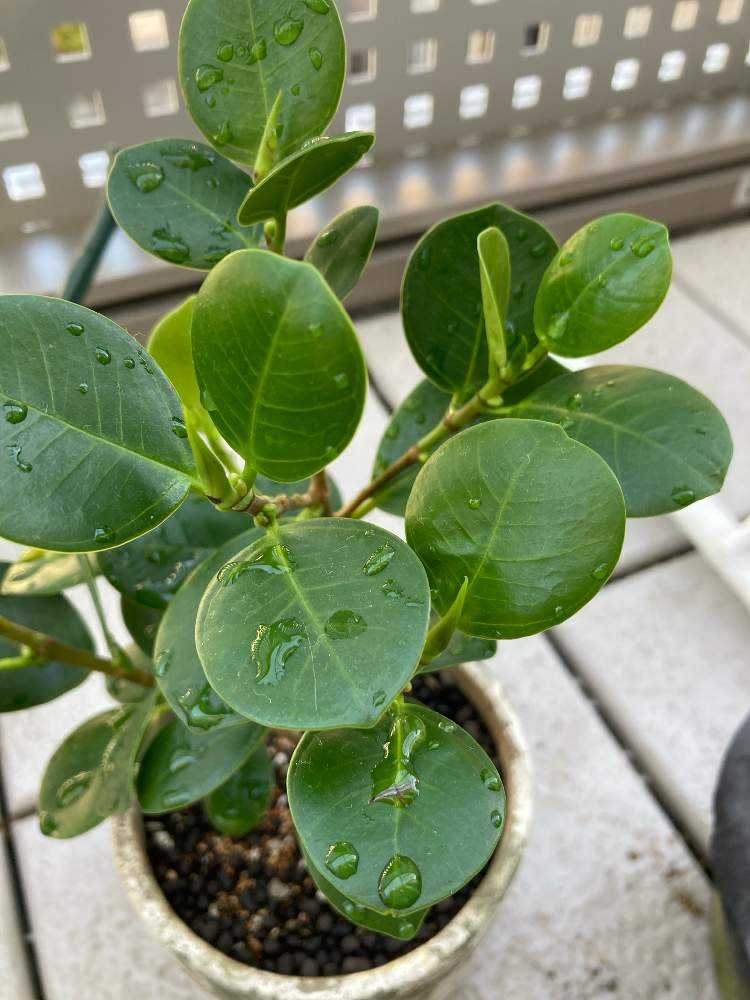 パンダガジュマル成長記録🐼｜🍀GreenSnap（グリーンスナップ）