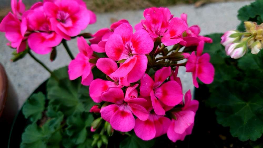 ゼラニウムの投稿画像 By おはなさん ゼラニウム ストロベリーアイスとプリティリトルピンクと半日陰と相談と初めての花とおうち園芸 21月4月11日 Greensnap グリーンスナップ