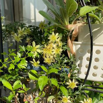 天使のすずの投稿画像一覧 Greensnap グリーンスナップ