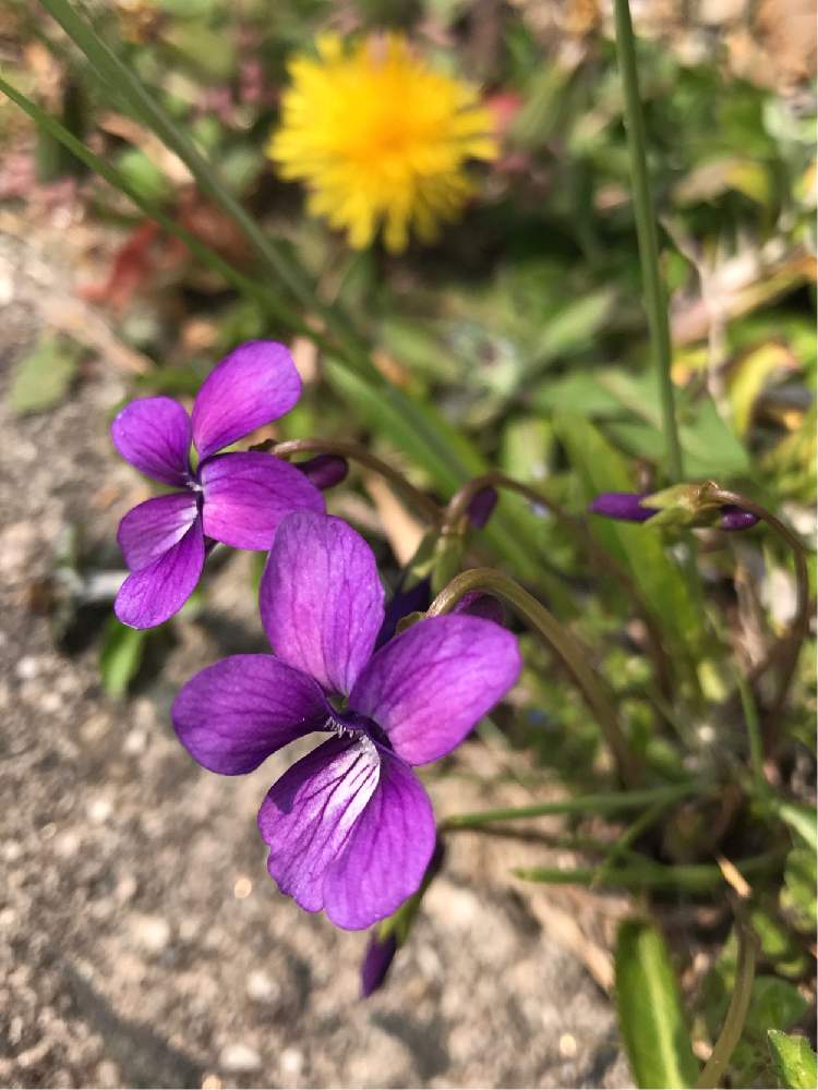 スミレの投稿画像 By もなこさん すみれとムラサキの花と癒しとgs映えとgs日和とno Green No Lifeと今日の一枚と今日のお花と可愛い と小さな花とかわいいな と紫の花とiphone撮影と山野草と青い花と野の花と青い花マニア 21月4月11日 Greensnap グリーン