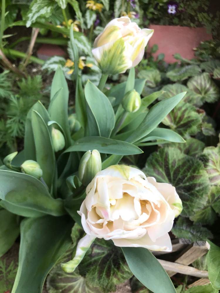 チューリップ アンジェリケの投稿画像 By 空さん スプレー咲きチューリップと花のある暮らし 21月4月11日 Greensnap グリーンスナップ