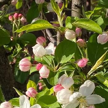 暖かいお日様の下での画像 by ミルクさん | ヒメリンゴとキュンキュン乙女倶楽部とひめりんごの花とiPhone11Proで撮影と春が来たかなとお向さんの庭と素敵な色と楽しませてくれてありがとうとMyGardenと長野県と暖かいお日様の下でと花のある暮らしとGSアダルトチーム