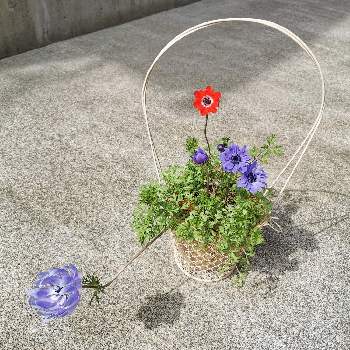 八重咲き アネモネの投稿画像一覧 Greensnap グリーンスナップ