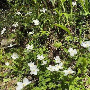 イチリンソウ の投稿画像一覧 Greensnap グリーンスナップ