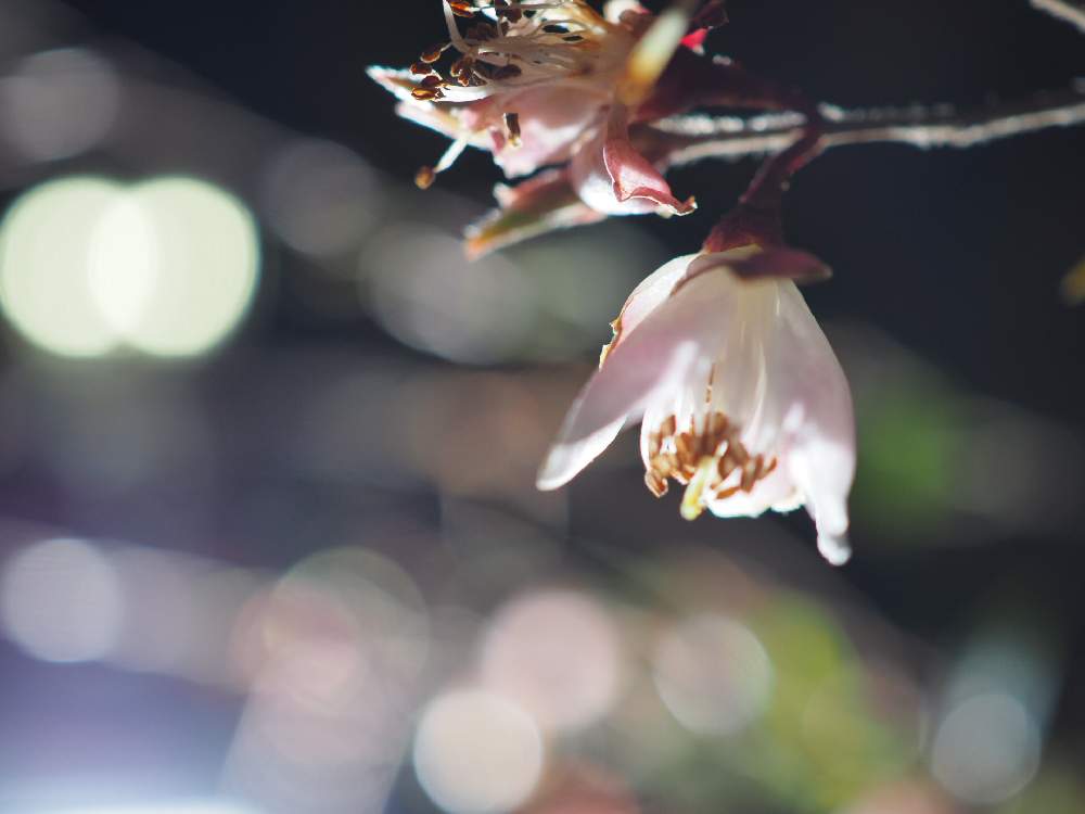 砂しゃんさんの投稿画像 21 04 11 18 49 56 0 Greensnap グリーンスナップ Greensnap グリーンスナップ