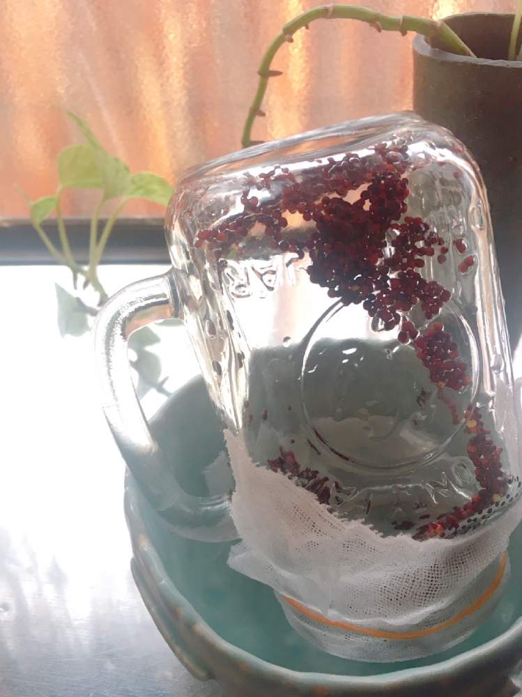 ブロッコリースプラウトの投稿画像 By 〻 麻 美 の 園 芸 〻さん ブロッコリースプラウト と種 スプラウトとオーガニックとブロッコリー と有機種子と有機栽培 21月4月11日 Greensnap グリーンスナップ