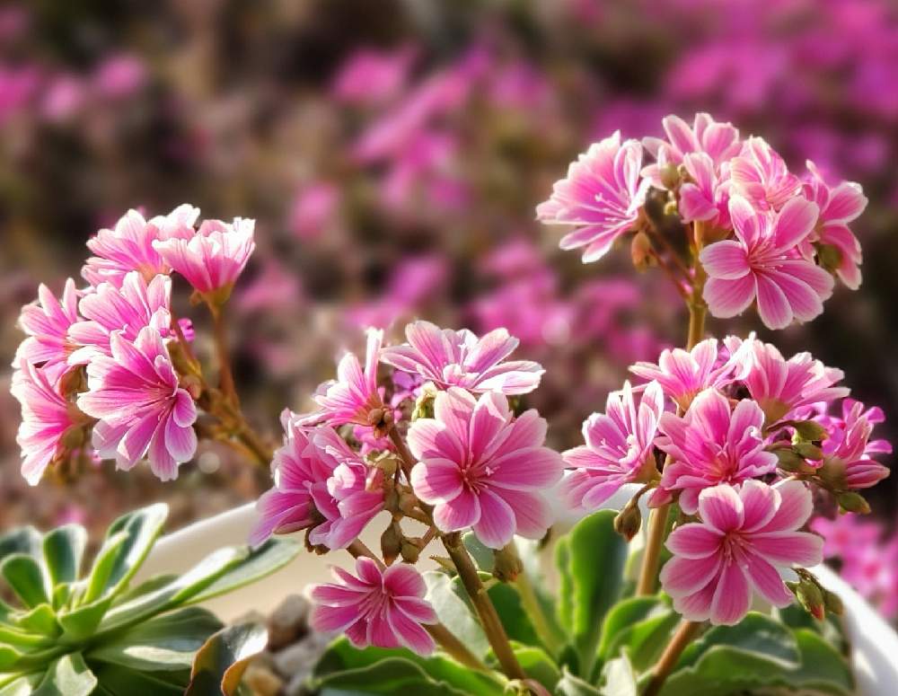 レウィシアの投稿画像 By Mecoppiさん 21月4月11日 Greensnap グリーンスナップ