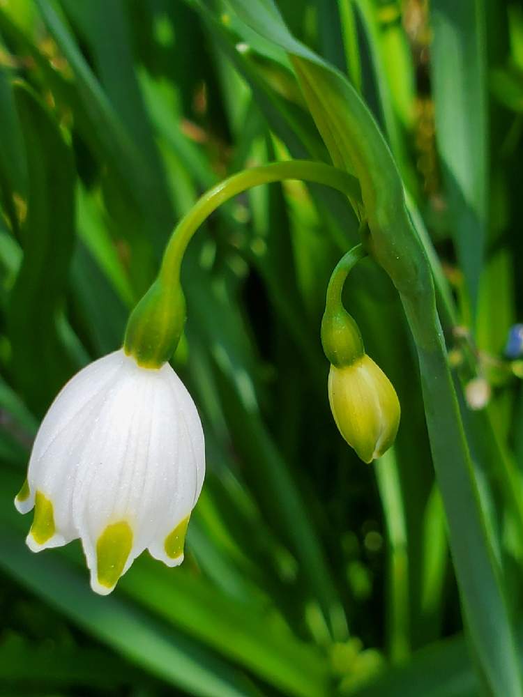 スノーフレークの投稿画像 By ゆりさん かわいい花とまっしろとスノー フレークとしろいはな 21月4月11日 Greensnap グリーンスナップ