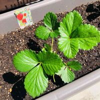 イチゴ,よつぼし,いちご,植え替え,植え付けの画像