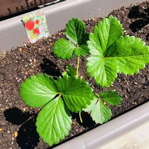 イチゴ,よつぼし,いちご,植え替え,植え付けの画像