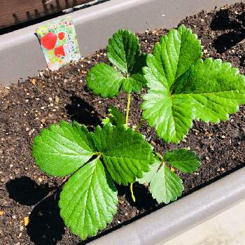 オキザリス・トライアングラリス,ガーデニング,花のある暮らし,紫の舞,植物のある暮らしの画像