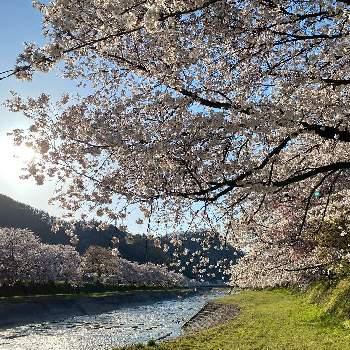 暖かいお日様の下での画像 by ミルクさん | お出かけ先とキュンキュン乙女倶楽部とiPhone11Proで撮影と春が来たかなとさくら 桜 サクラと素敵な色と楽しませてくれてありがとうと長野県と暖かいお日様の下でと花のある暮らしとGSアダルトチームと須坂市鮎川の桜と『2021桜』フォトコンテスト