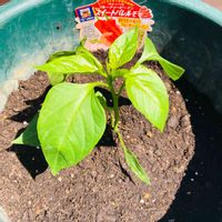 ピーマン,フルーティーピーマン・スイートパレルモ,植え付け,スイートパレルモ,ピーマン栽培の画像