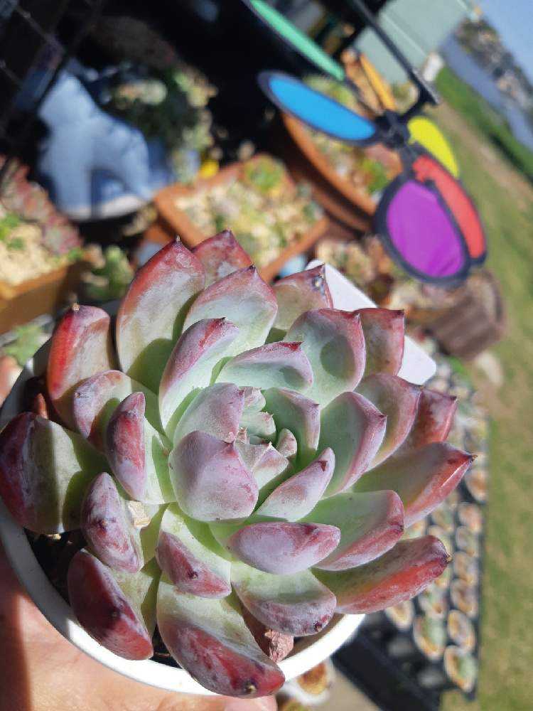 270🌹🌹コロラータ タパルパ｜🍀GreenSnap（グリーンスナップ）