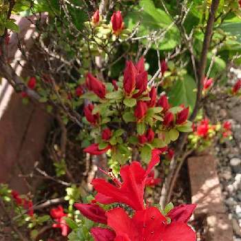 赤いツツジの画像 by らっきょさん | 小さな庭とツツジと庭のサツキと赤いツツジ