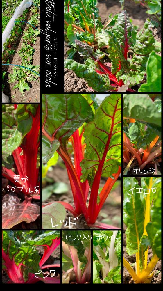 スイスチャードの投稿画像 By Kane Flowerさん フダンソウと家庭菜園と種からと私畑と埼玉県と自家製野菜と無農薬有機栽培と無農薬 無化学肥料栽培とk F家庭菜園と21 K F 家庭菜園と今朝 21月4月11日 Greensnap グリーンスナップ