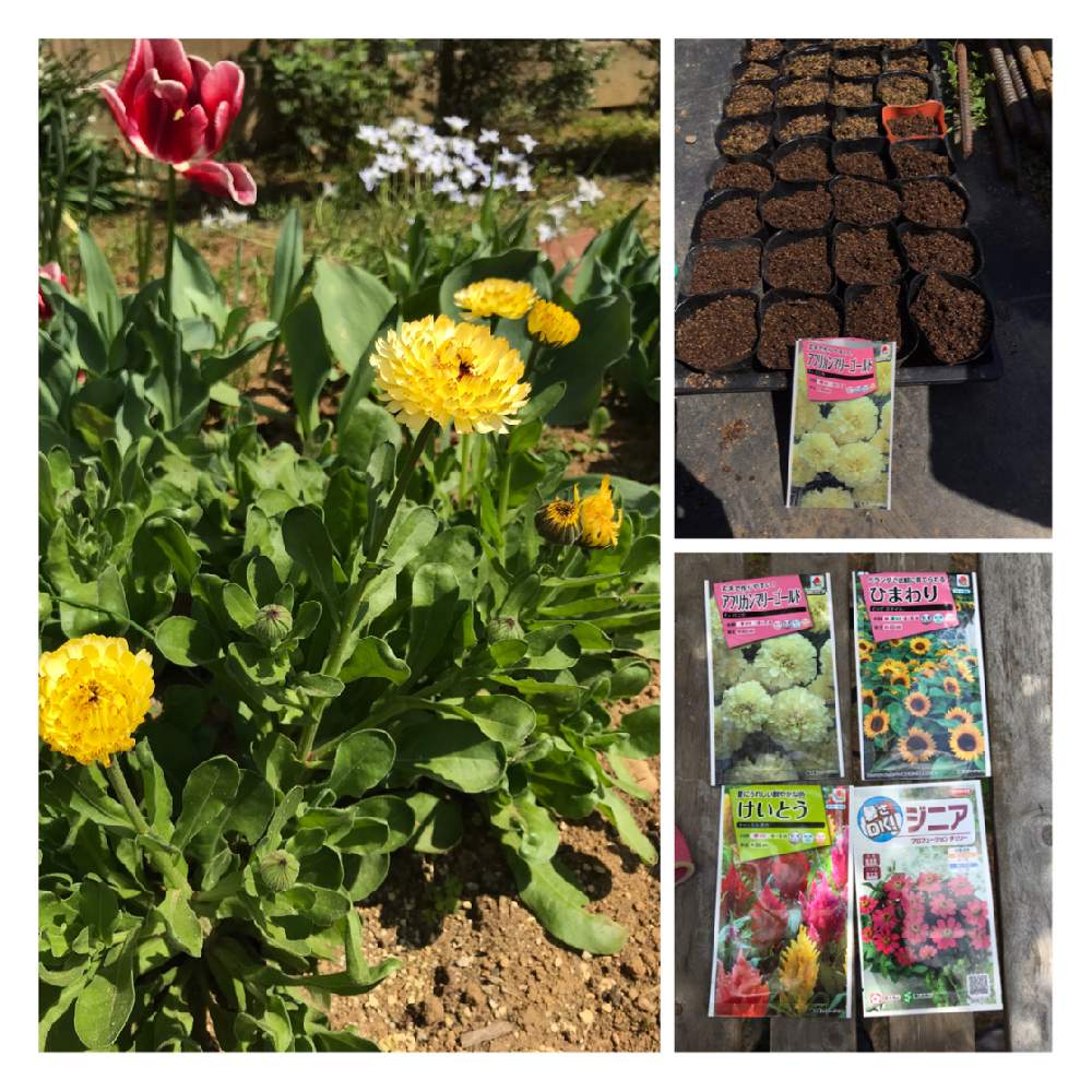 キンセンカ ピンクサプライズの投稿画像 By 噴水さん さいた と春まき種とhappy と種からお花とアフリカンマリーゴールド バニラと秋まき種と春 爛漫 と4月の庭と種から育ててます と種まきクラブとかわいいな と金盞花 カレンデュラ 21月4月11日 Greensnap