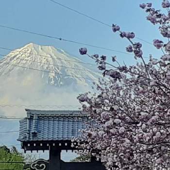 今日の富士山の画像 by ブルーフェアリーさん | お出かけ先と八重桜(やえざくら)と私の花アルバムと富士宮市と静岡県と私の花暦と今日の富士山